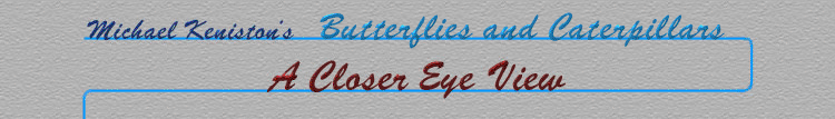 butterflies_banner.gif