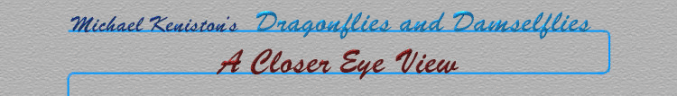 dragonflies_banner.gif