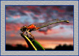 damselfly4-2_th.jpg