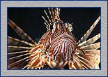 lionfish.jpg