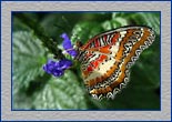 redlacewing1-2_th.jpg